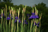 evening iris