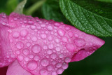 foggy morning flowers -- wild rose