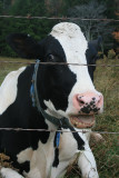 cow, Pleasant Mount, 2009