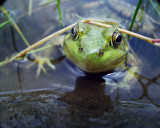 bullfrog, Upper Woods Ponds, 2003