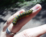 monarch caterpillar, Dyberry, 2003