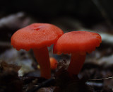 some red mushroom, tasted odd (kidding), 2004