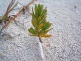 another beach plant, Three Mary Cays