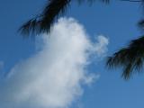 cloud, Colombian pine branches