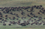 Custer State Park, South Dakota