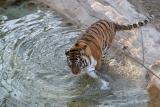 Bengal Tiger.  Make Way 2153-3-1