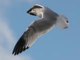 Backlit Grey Gull