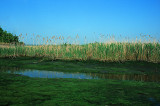 marsh004.jpg