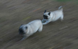 Pug Run