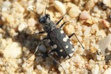 Escaravelho // Beetle (Cassolaia maura maura)