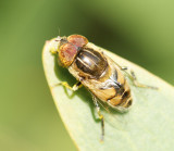 Mosca da famlia Syrphidae // Hoverfly (Eristalinus megacephalus), male