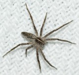 Aranha domstica // Spider on my Bedroom (Pisaura mirabilis), female