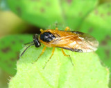 Vespa // Sawfly (Athalia circularis)