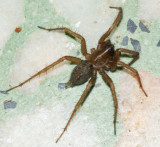 Aranha da famlia Agelenidae // Funnel-web Spider (Lycosoides cf. coarctata), female