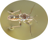 Percevejo Aqutico // Pond Skater (Velia rivulorum), adult