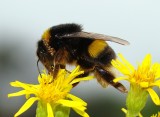 Bourdon-terrestre // Buff-tailed Bumblebee (Bombus terrestris)