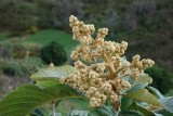 Flores da Nespereira // Loquat Flowers and Leaves (Eriobotrya japonica)
