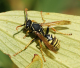 Vespa // Wasp (Polistes nimpha), male
