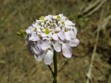 Flor do Campo // Wildflower (Iberis ciliata subsp. welwitschii)