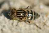 Mosca da famlia Syrphidae // Hoverfly (Eristalinus megacephalus), female