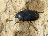 Percevejo // Bug (Aellopus atratus)