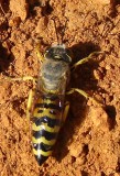 Vespa // Sand Wasp (Bembix oculata), female