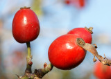 Frutos do Outono // Autumn Fruits