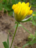 Albaida ou Patinha-de-osga (Anthyllis lotoides)