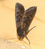 Borboleta Nocturna // Black Rustic (Aporophyla nigra)