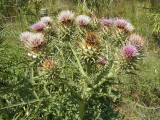 Cardo-do-coalho; Cardo-hortense // Cardoon (Cynara cardunculus)