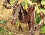 Alfarrobas // Carob Fruits (Ceratonia siliqua)