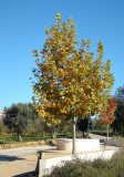 Plátano // Oriental Plane Tree (Platanus orientalis)