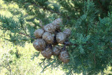 Cedro-do-Buaco: frutos // Mexican Cypress: fruits (Cupressus lusitanica)