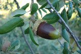 Fruto do Sobreiro: Glande // Cork Oak fruit (Quercus suber)