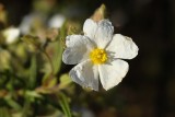 Sargaço // Montpelier Cistus (Cistus monspeliensis)