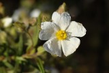 Sargao // Montpelier Cistus (Cistus monspeliensis)