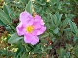 Roselha-grande // White-leaved Rock Rose (Cistus albidus)