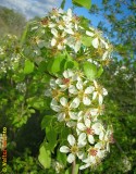 Flores da Pereira-brava ou Catapereiro (Pyrus bourgaeana)