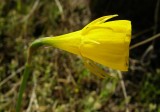 Narciso // Petticoat Daffodil (Narcissus bulbocodium subsp. obesus)