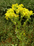 Tasneira // Ragwort (Senecio jacobaea)