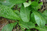 Raspa-saias // Bristly Oxtongue (Picris echioides)