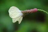 Saramago, Cabrestos // Wild Radish (Raphanus raphanistrum)