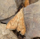 Borboleta Nocturna // Moth (Antigastra catalaunalis)