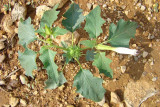 Estramnio ou Figueira-do-inferno: flor, fruto e folhas // Jimsonweed: Flower, fruit and leaves (Datura stramonium)