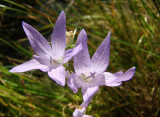 Rapncio // Rampion Bellflower (Campanula rapunculus)