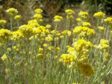 Perpétua-das-areias // Curry Plant (Helichrysum stoechas)