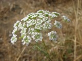 P-de-burrico-dos-cabelos ou Trangulho-dos-cabelos (Conopodium capillifolium)