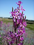 Salgado (Limoniastrum monopetalum)