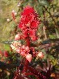 Rcino ou Carrapateiro // Castorbean (Ricinus communis)