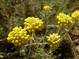 Perpétua-das-areias // Curry Plant (Helichrysum stoechas)